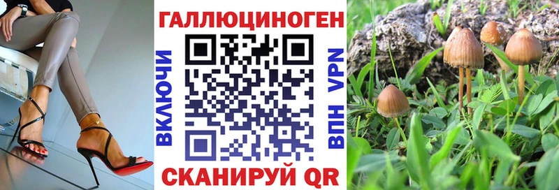 хочу   Избербаш  сайты даркнета телеграм  Галлюциногенные грибы Psilocybe 